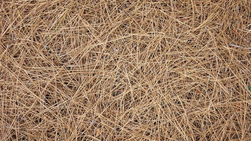 Pine Needle Delivery