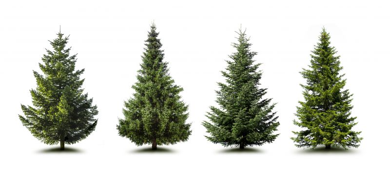 Pine Needle Delivery
