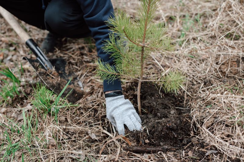 Pine Needle Delivery Costs — Cost of Pine Needle Delivery