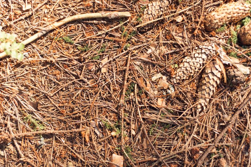 Pine Needle Delivery Costs — Cost of Pine Needle Delivery