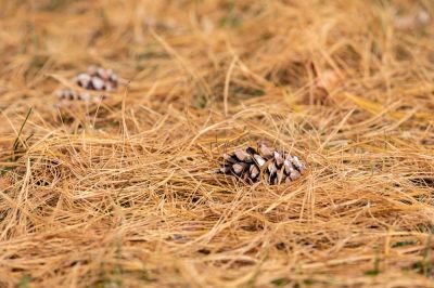 Erosion Control, Aeration, and a Variety of Other Uses