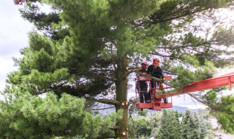 Local Pine Needle Delivery pros at work